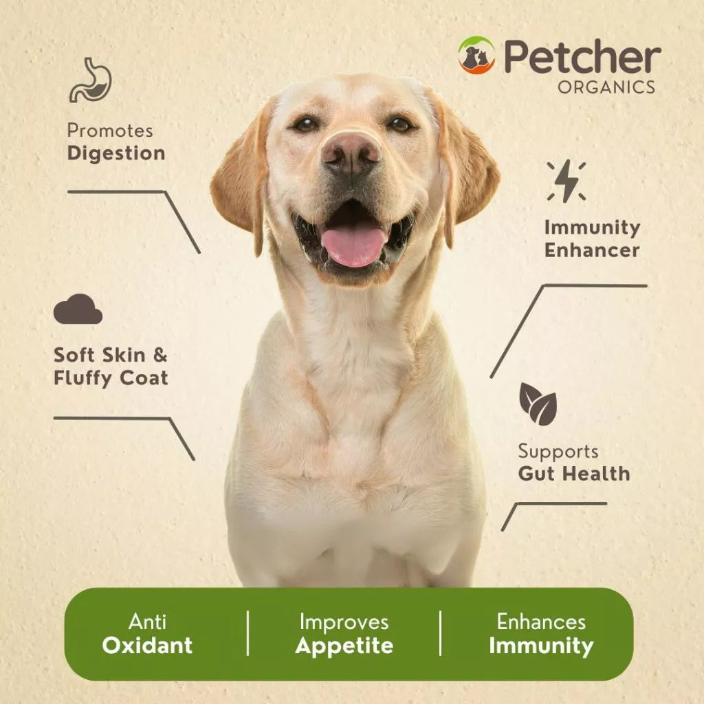 Petcher IQ Multivitamins Plus Lysine Syrup for Dogs and Cats